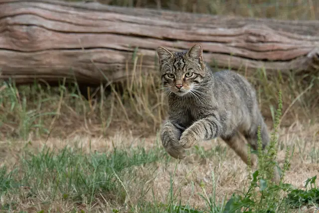 Auf dem Wildkatzenweg in Scheibenhardt begegnet man mit etwas Glück den seltenen und scheuen Wildkatzen | Foto: alan1951/stock.adobe.com