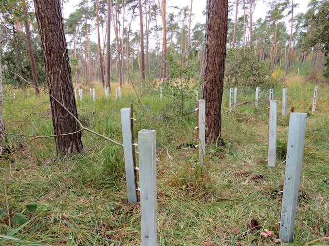 Alles frisch gepflanzt | Foto: Brigitte Melder