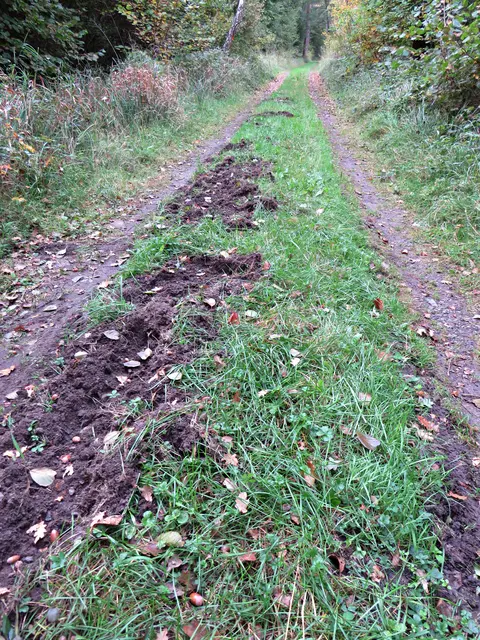 Wildschweine waren wohl vor kurzem hier | Foto: Brigitte Melder
