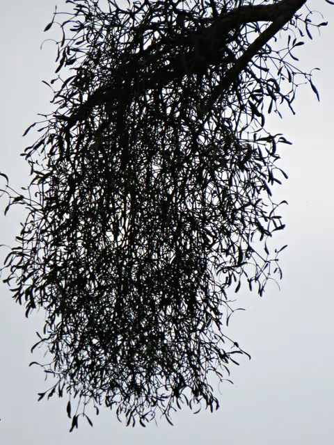 Misteln | Foto: Brigitte Melder