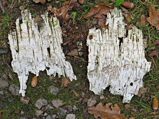 Foto: Brigitte Melder