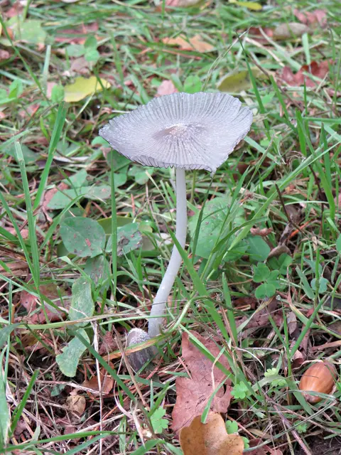 So filigran | Foto: Brigitte Melder