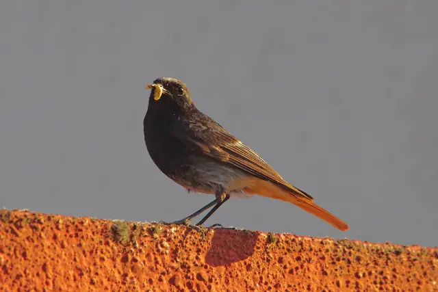 Hausrotschwanz, der Vogel des Jahres 2025 | Foto: Henning Cramer
