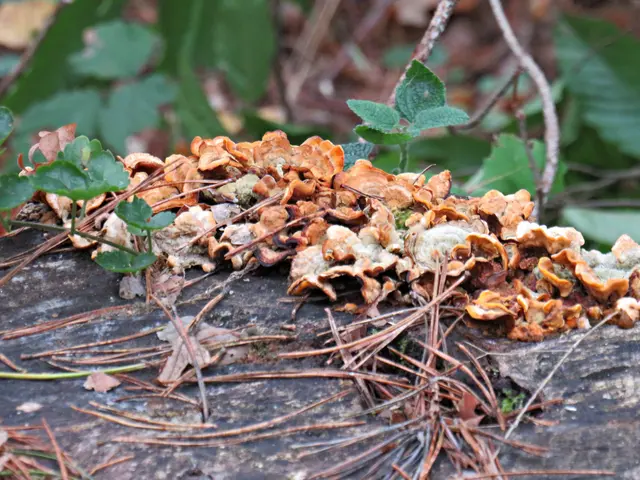 Foto: Brigitte Melder