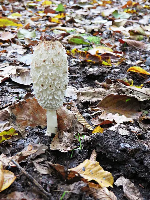 Mitten auf dem Weg ein Pilz | Foto: Brigitte Melder
