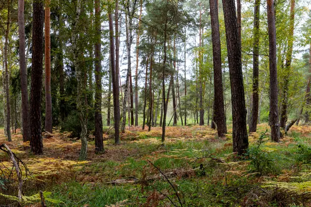 Foto: Johann-Peter Melder