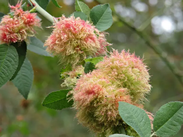 Foto: Brigitte Melder