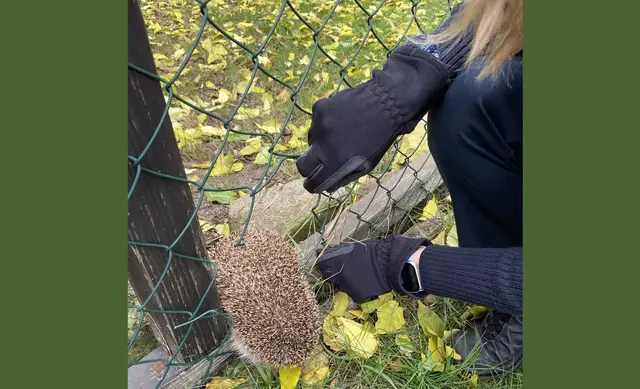 Polizei rettet Igel aus Gartenzaun in Haßloch | Foto: Polizeiinspektion Haßloch
