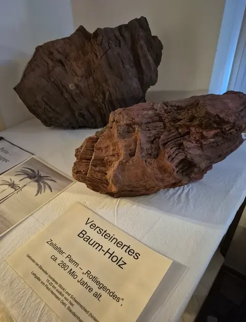 Versteinertes Baum-Holz aus dem Perm-Zeitalter | Foto: Mitmach-Museum