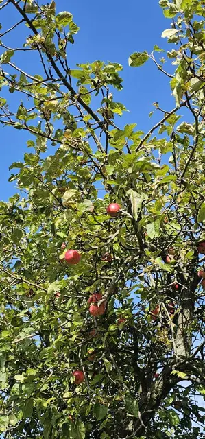 Herbst 2 | Foto: Ich