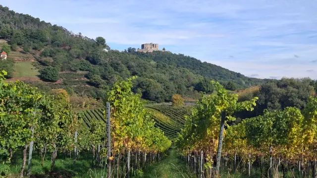 Hambacher Schloss in Sicht | Foto: Ich
