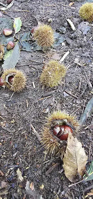 Kastanien | Foto: Ich