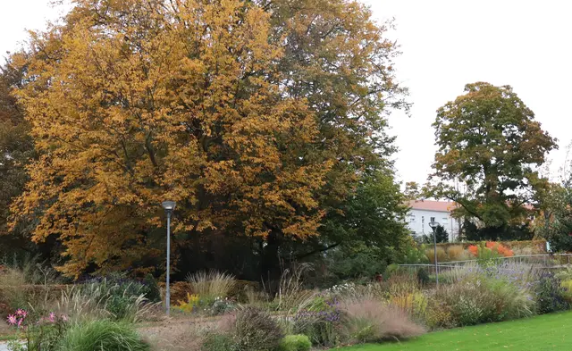 Ebertpark erstrahlt in herbstlichen Farben | Foto: Julia Glöckner