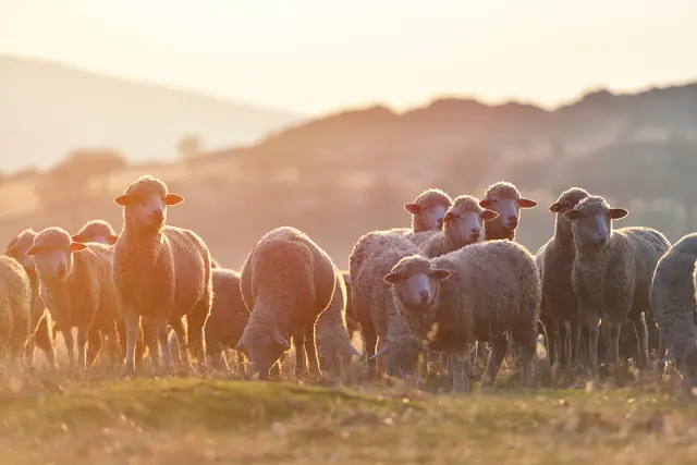 Schafe sind von der Blauzungenkrankheit besonders betroffen | Foto: Daniel CHETRONI/stock.adobe.com