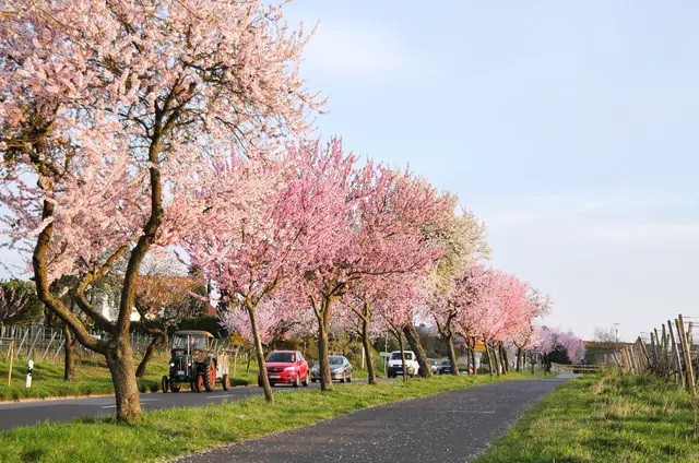 Bewegung mit wenig PS  entlang der Mandelblüte zwischen Bad Dürkheim und Wachenheim | Foto: Maike Müller