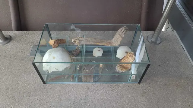 Diese Glasvitrine mit menschlichen Überresten wurde vor dem Archäologischen Schaufenster in Speyer abgestellt | Foto: Polizeipräsidium Rheinpfalz