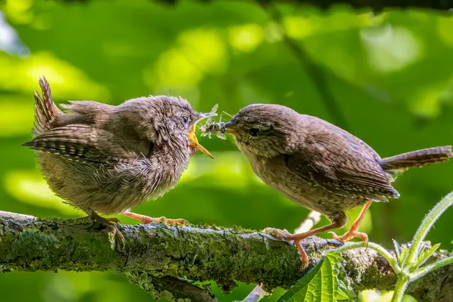 Zaunkönigästling wird gefüttert | Foto: Robert Müller