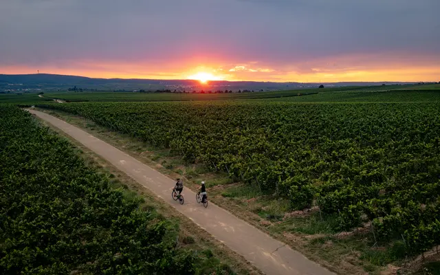 Sonnenuntergangsgenuss. 
Feierabendradtour zwischen den Weinreben von  Freinsheim & Erpolzheim auf dem Rad genießen. | Foto: Florian Bauer