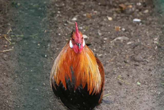 Die Vogelgrippe breitet sich weiter aus | Foto: Heike Schwitalla