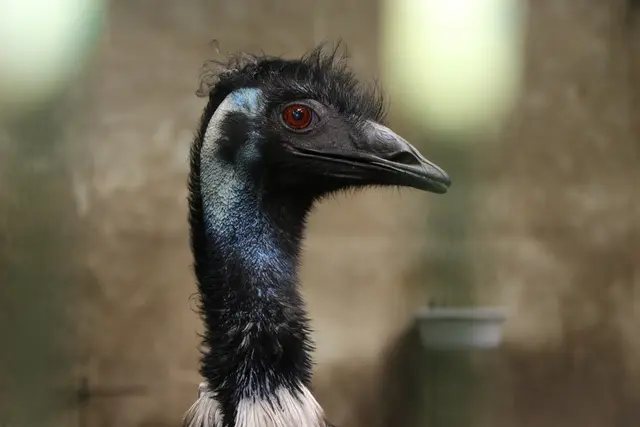 Wer Hühner, Enten, Gänse, Puten oder Laufvögel hält, muss dies der Tierseuchenkasse Rheinland-Pfalz melden.  | Foto: Heike Schwitalla