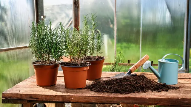 Im Wintergarten oder geschützt auf der Terrasse oder dem Balkon kann Rosmarin auch im mitteleuropäischen Klima gut durch den Winter kommen | Foto: Heike Schwitalla