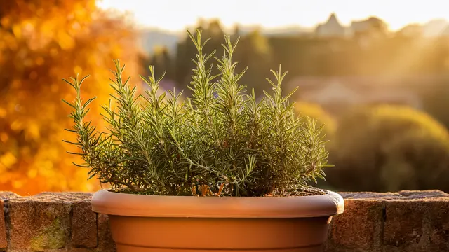 Rosmarin kann einiges an Kälte vertragen. Unter -10 Grad C sollte es aber nicht gehen | Foto: Heike Schwitalla