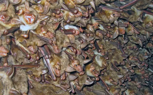 Wochenstube des Großen Mausohrs in Bedesbach | Foto: Ralf Hellwig