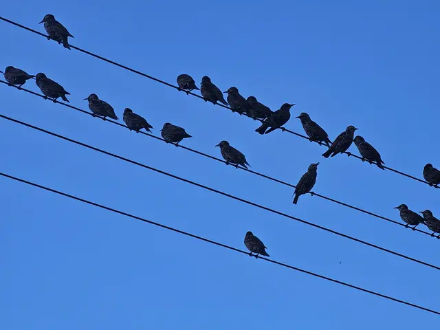 Zugvögel auf dem Weg in den Süden – sie gelten derzeit als Hauptüberträger des Vogelgrippe-Virus. Hier eine Ansammlung von Staren (Teilzieher). | Foto: Eva Bender