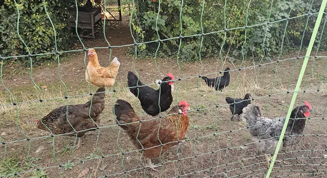 Noch keine Stallpflicht in Rheinland-Pfalz – dennoch raten Behörden zu Vorsichtsmaßnahmen für Geflügelhalter. | Foto: Eva Bender