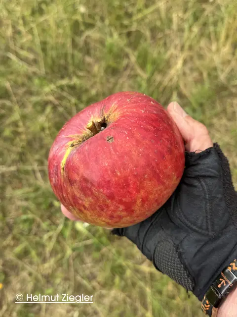 Der Riesenapfel von der Streuobstwiese | Foto: Helmut Ziegler
