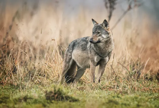 Der Eurasische Wolf oder Grauwolf ist in Deutschland angesiedelt. Daneben gibt 31 weitere Arten.  | Foto: Piotr Krzeslak/stock.adobe.com