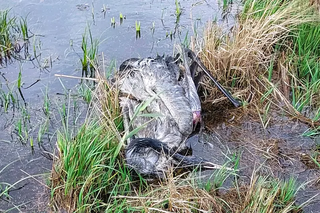 Im Landkreis Bad Dürkheim sind wohl zwei Kraniche an der Vogelgrippe verendet. | Foto:  Foto: Kreisverwaltung Kaiserslautern