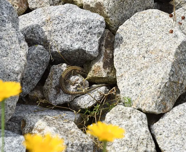 Eidechse auf Steinen im Eidechsenhabitat | Foto: Stadt Karlsruhe, Monika Müller-Gmelin