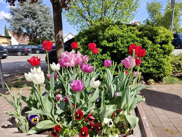Foto: Stadtverwaltung Schifferstadt