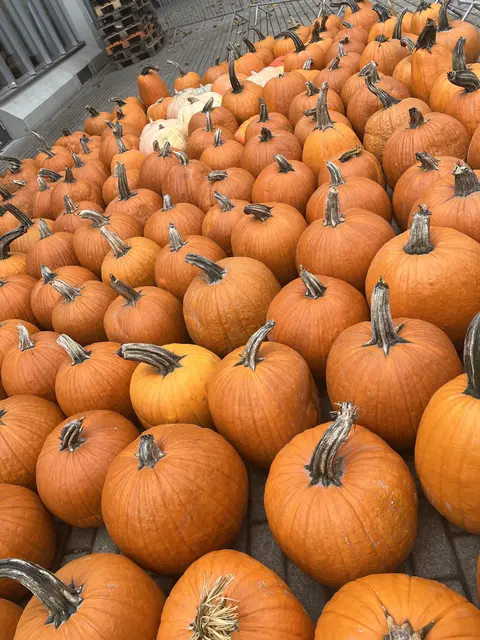 200 Kürbisse warten auf ihre Verarbeitung | Foto: Renate Fernando  Werbeleitung