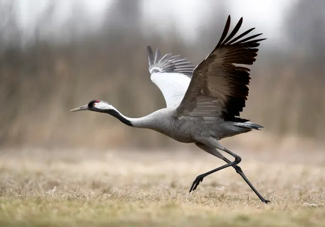 Bei zwei in den Gemarkungen Imsbach und Höringen tot aufgefundenen und vom Veterinäramt beprobten Kranichen hat das Landesuntersuchungsamt Rheinland-Pfalz den Geflügelpest-Erreger-Typ H5N1 nachgewiesen | Foto: AdobeStock_396130057