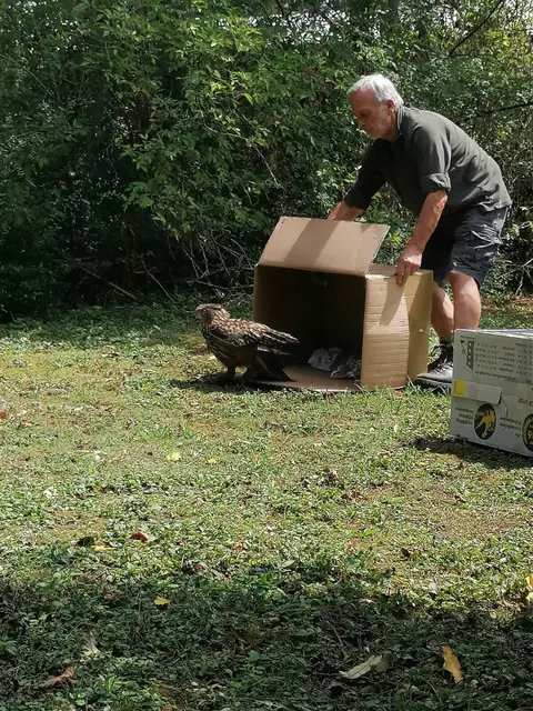 Klaus Eisele von der ORBEA entlässt einen Uhu auf einem waldähnlichen Industriegelände in die Freiheit | Foto: Foto: ORBEA 