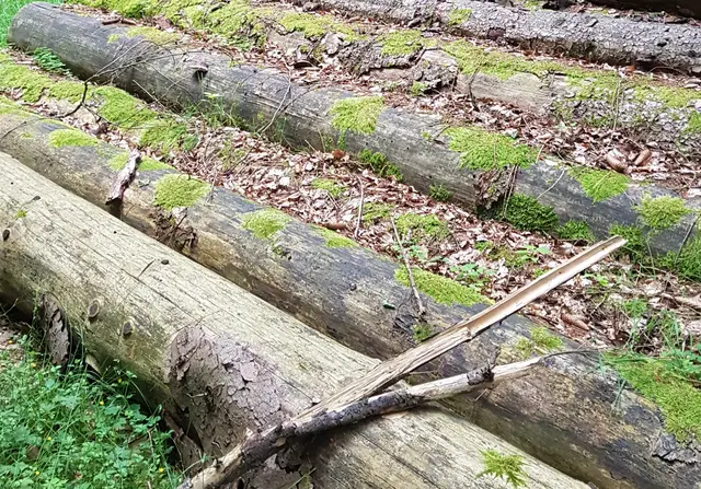 Für einen klimastabilen Wald: Neustadts Förster starten in die Erntesaison | Foto: Eva Bender