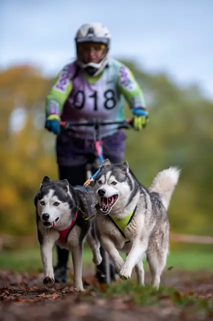 Neben Huskys sind auch viele andere Hunderassen und Mischlinge zu sehen | Foto: MompixPhotography/Carmelo Pollichino/gratis