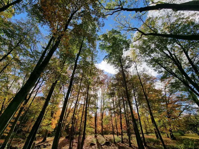 Wald / Symbolbild | Foto: Charlotte Basaric-Steinhübl