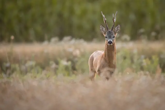 Eine Spaziergängerin entdeckte im Bereich des Jagdreviers Waldgrehweiler Roßberg einen toten Rehbock | Foto: AdobeStock_309457010