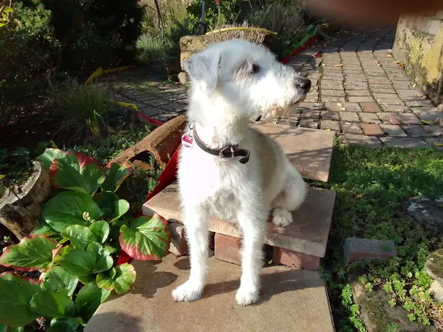 Der pädagogische Begleithund „Jacky“ ist im LBZ / Pfälzische Landesbibliothek im Einsatz gegen den Lernstress | Foto: Gabriele Nicklis/gratis