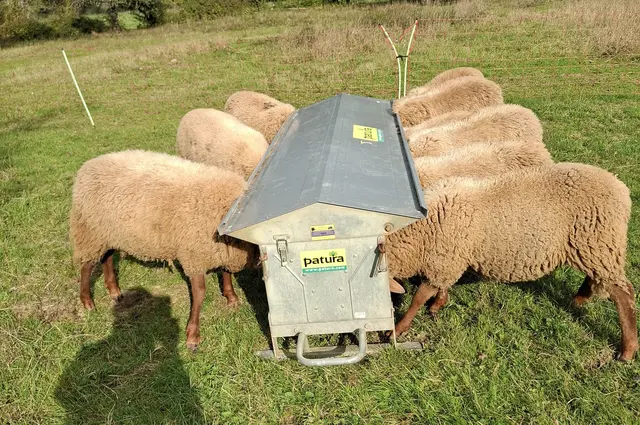 Zehn der braunen Coburger Landschafe mit weißen Ohrmarken fehlen | Foto: privat