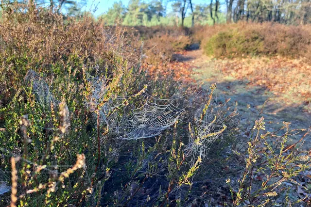 Ökologisch wertvoll: Heidelandschaft (Symbolfoto) | Foto: Monika Klein