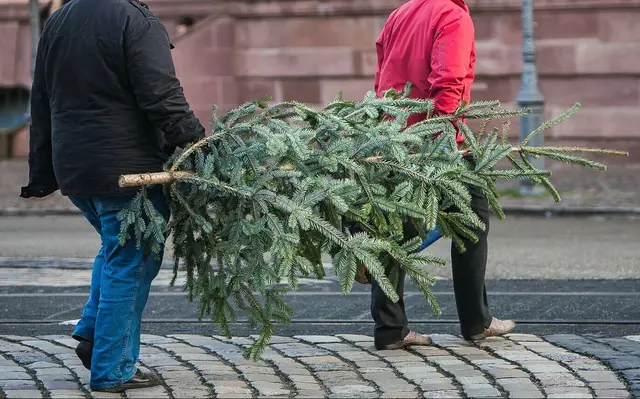 Am Altenhof findet wieder der Weihnachtsbaumverkauf statt | Foto: Paul Needham