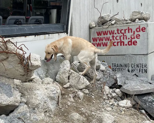 Rettungshund im Training Center | Foto: BRH Rettungshundestaffel Donnersberg e.V.