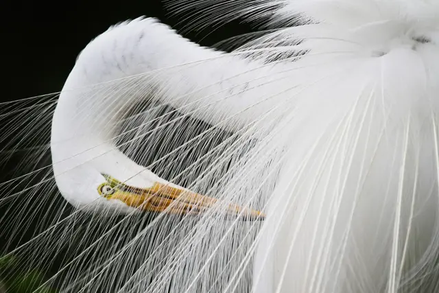 Erleben Sie Floridas faszinierende Tier- und Pflanzenwelt – Fotovortrag mit Erich Hepp | Foto: Erich Hepp