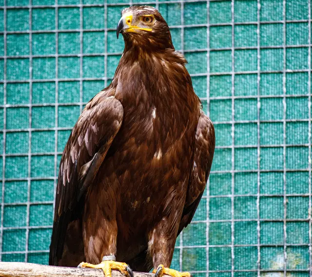 Steppenadler | Foto: Wolfgang Neuberth