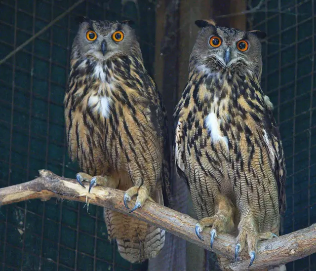 Ein Trautes Paar- Sibirischer Uhu | Foto: Wolfgang Neuberth