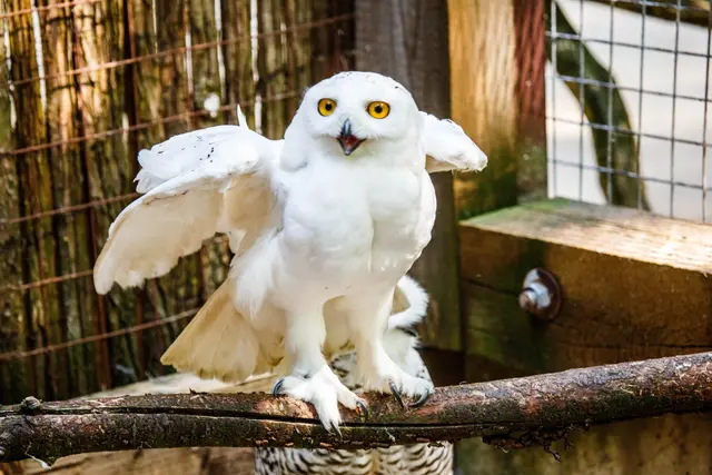 Schneeeule | Foto: Wolfgang Neuberth